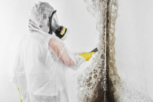 Trusted Charlotte, TX Mold Removal Experts