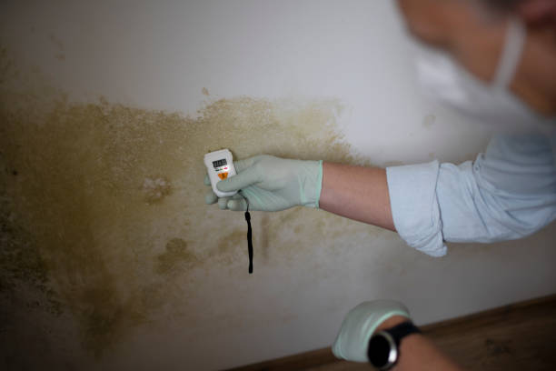 Best Professional Mold Removal  in Charlotte, TX