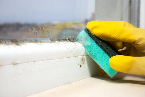 Best Local Mold Removal Service  in Charlotte, TX