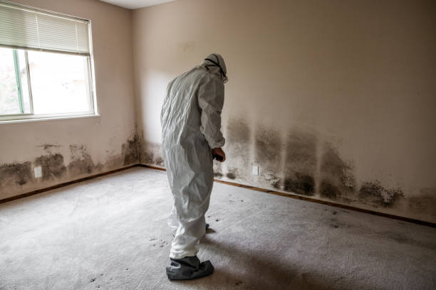 Best Fast Mold Removal  in Charlotte, TX