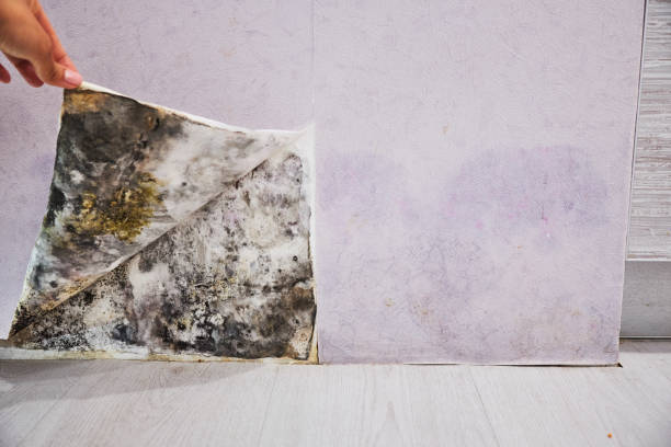Best Mold Cleaning Services  in Charlotte, TX